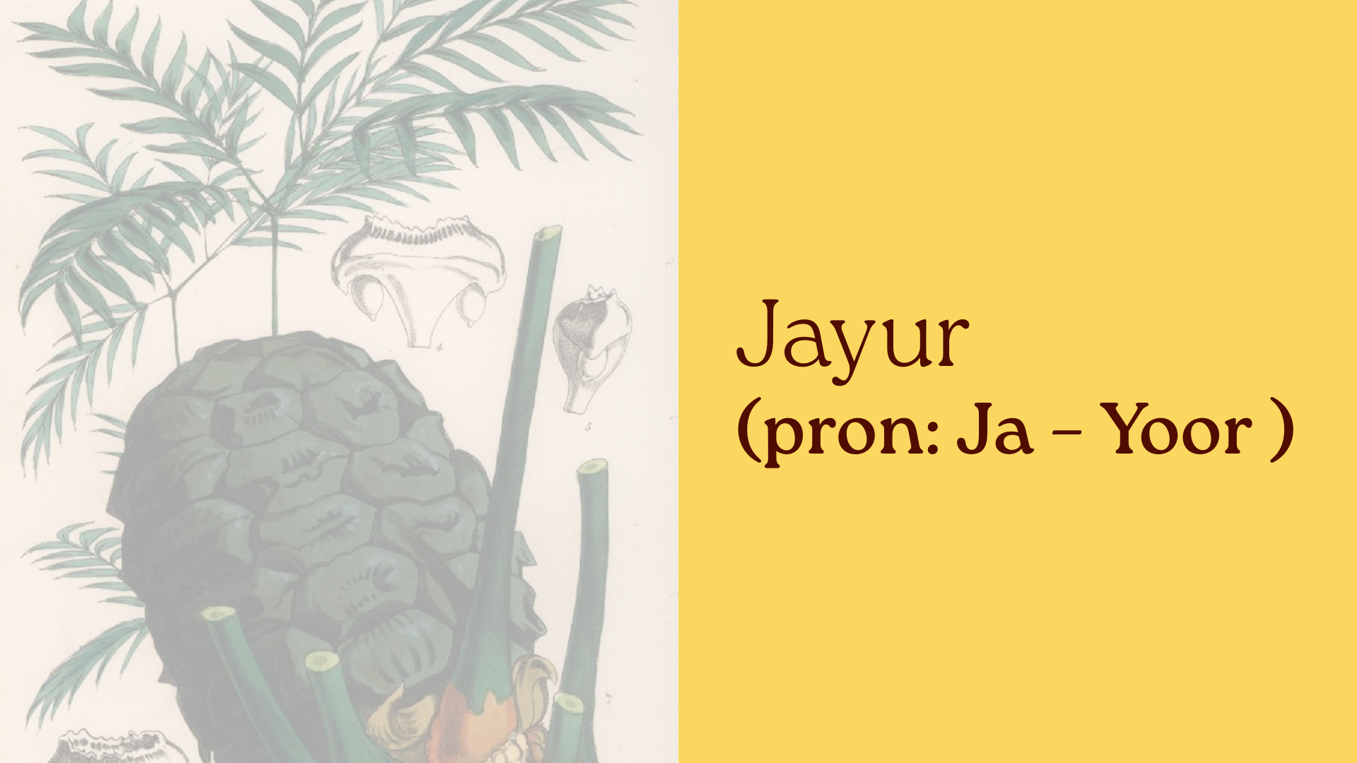 The Jayur tree representing the journey of young people at Jayur House